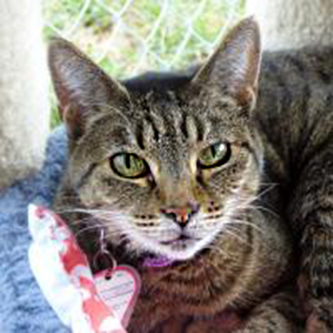 Raylene is a 9-year-old tabby who will steal your heart with her soft purrs! This petite little sweetheart loves playing with feather toys and likes treats a lot. She is ready to curl up in a nice lap in a quiet home that she can call her own.