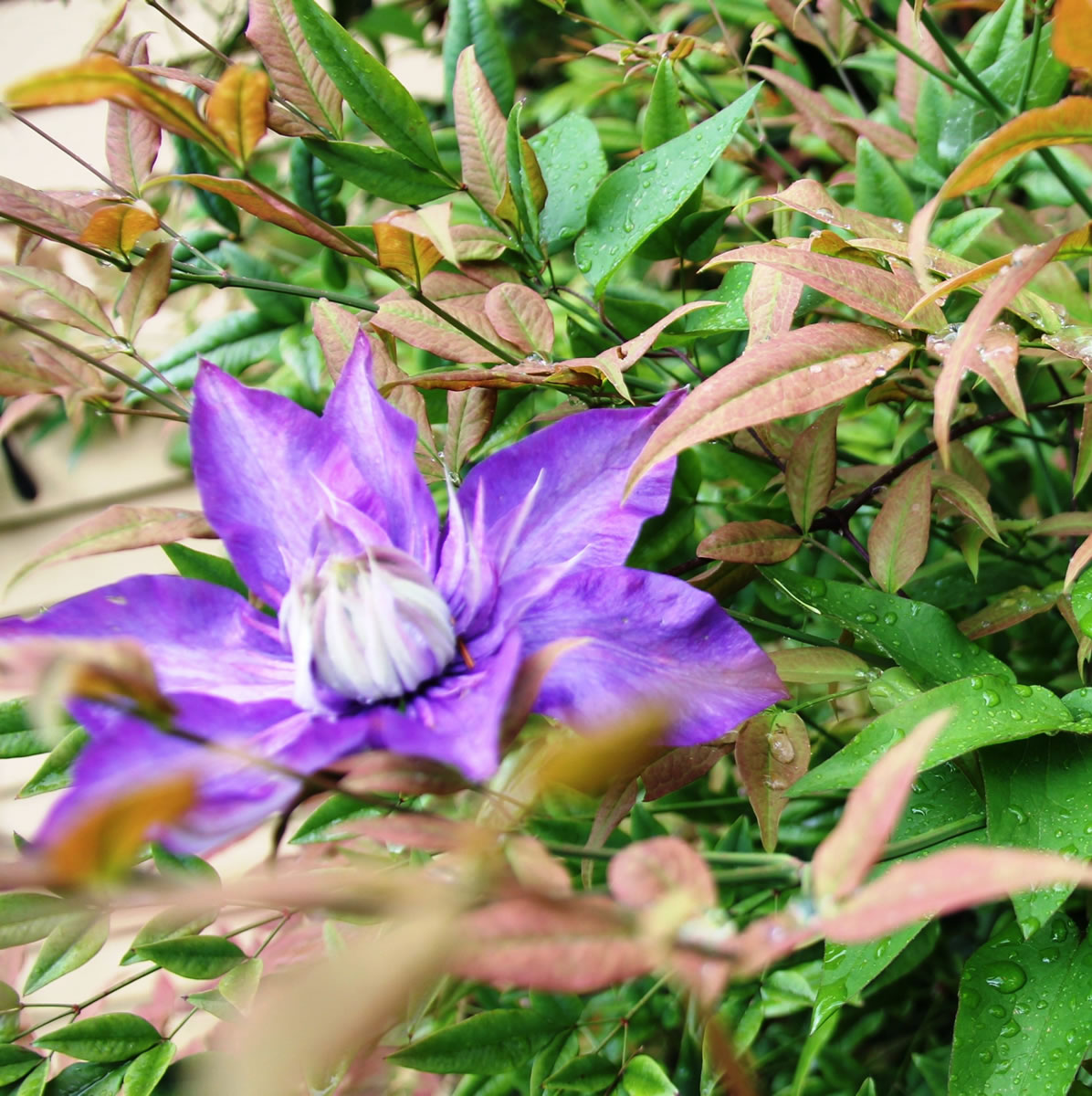 A late-blooming clematis clambers through the autumn foliage of heavenly bamboo.