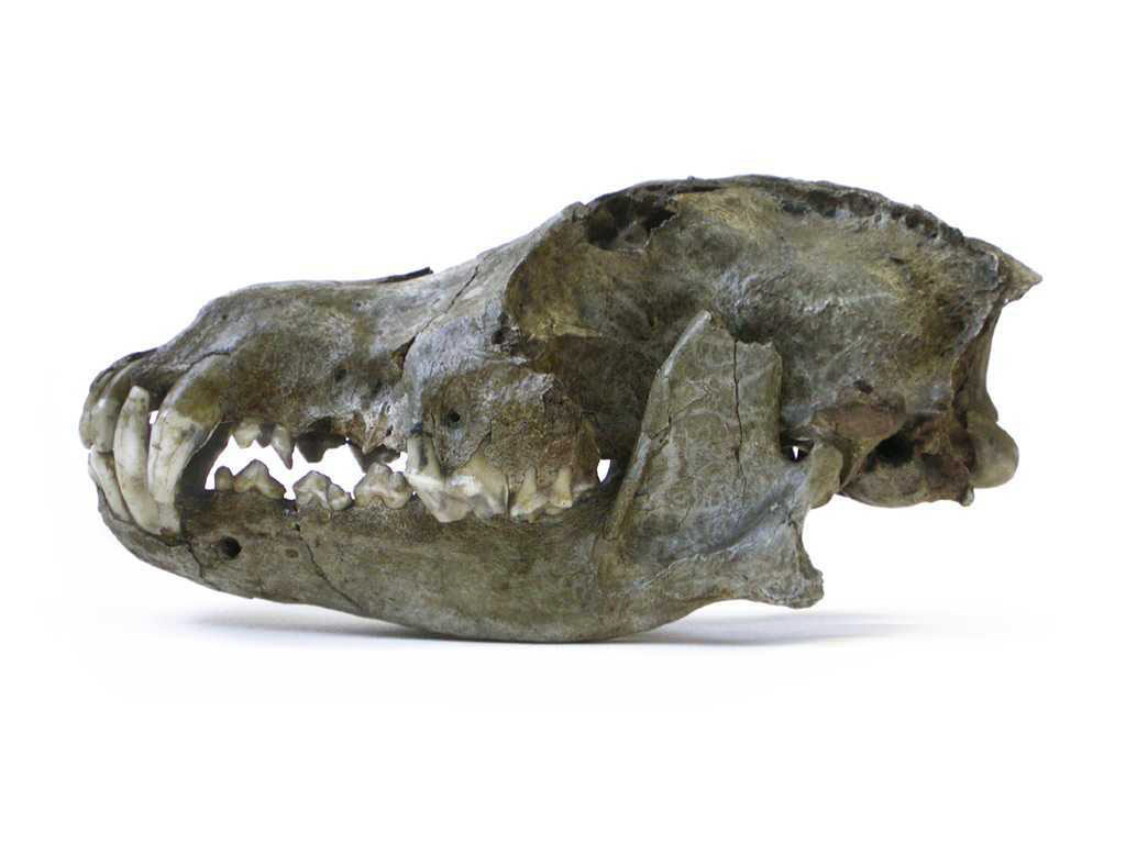 Courtesy of Royal Belgian Institute of Natural Science
This is a lateral view of the skull of a 26,000-year-old Pleistocene wolf from the Trou des Nutons cave in Belgium.