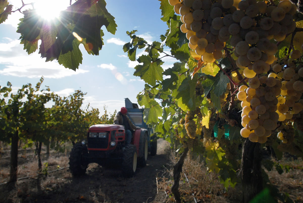Riesling grapes hang in the sun about to be harvested by worker Casimero Delgado at Haak Vineyard, a Covey Run Wine vineyard, in Sunnyside.