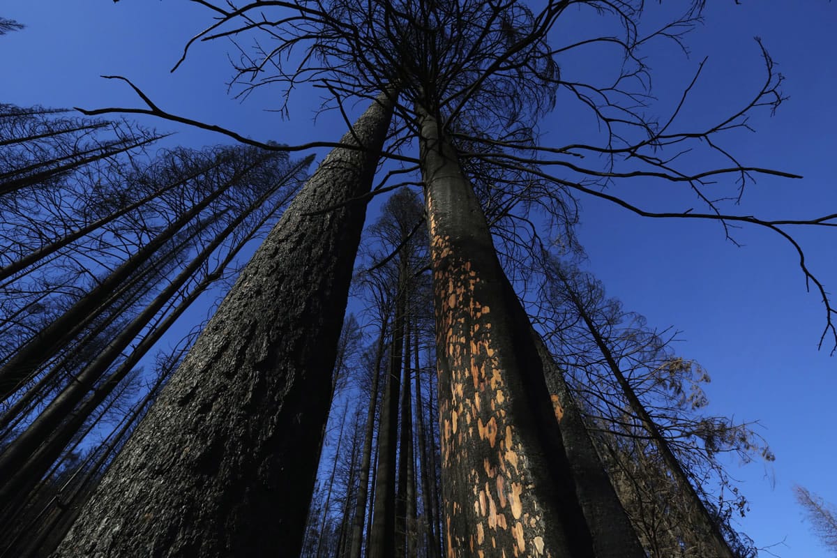 These great stands of mixed-species timber suffered 100 percent burn during this summer&#039;s wildfires.