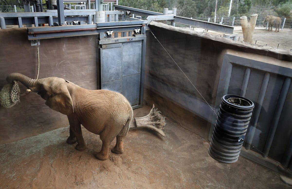 Mila, a 7,600-pound African elephant, plays with a feed bag in a quarantine cage at the San Diego Zoo on Nov. 21.