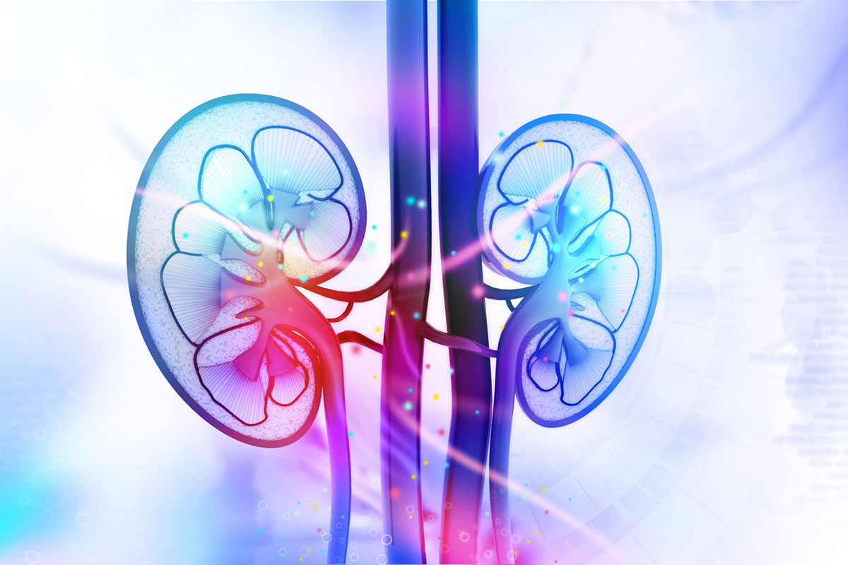 Researchers at Mayo Clinic have found that a mild to moderate reduction in calories effectively prevents and reverses polycystic kidney disease in laboratory mice.