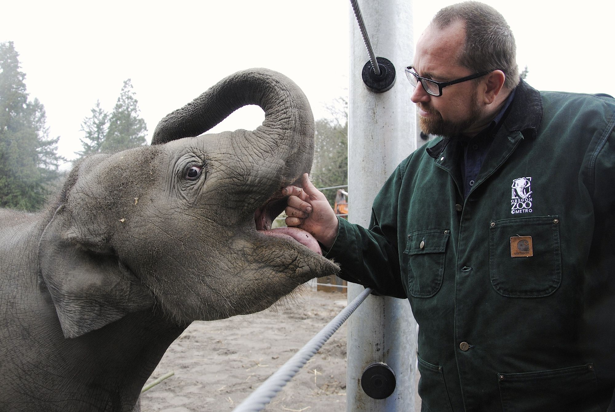 Oregon Zoo elephant curator Bob Lee strokes the bottom of Lily's trunk while the zoo's youngest Asian elephant plays in a newly unveiled portion of the Elephant Lands exhibit, due to open completely next year.