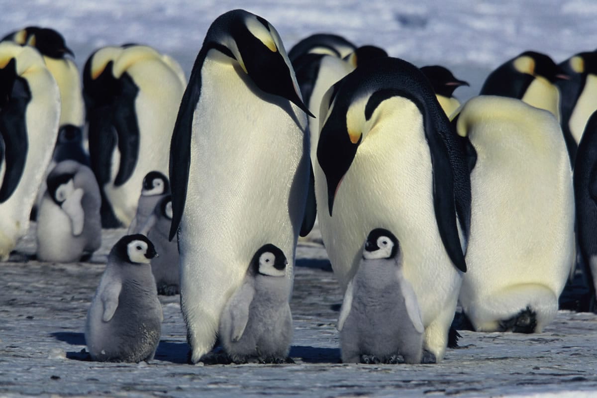 &quot;March of the Penguins&quot; is a seven-minute short film based on the filmmakers three-year saga to capture the unique survival habits of Antarcticas Emperor Penguins.