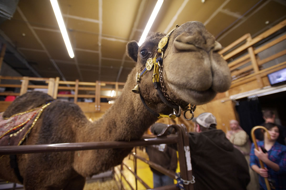 Curly the Camel, owned by Jeff Siebert, appears in December 2012 at Living Hope Church's A Living Nativity.