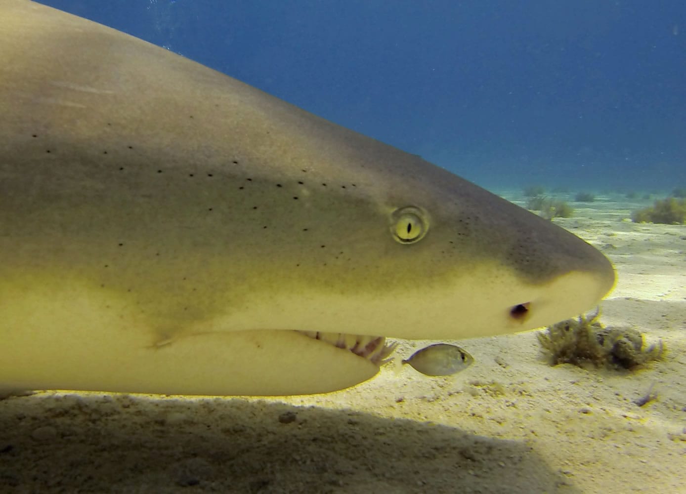 A tiny pilot fish stays close to a large lemon shark to catch table scraps.