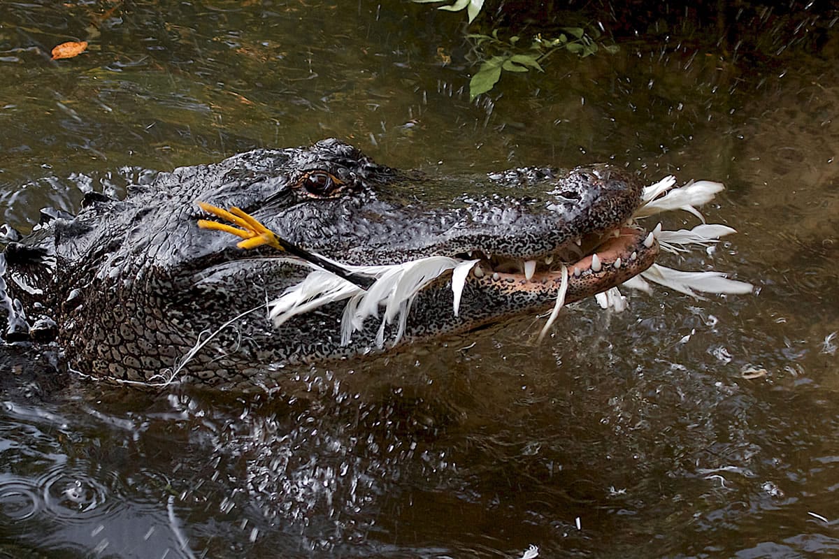 An American alligator snares a snowy egret in St.