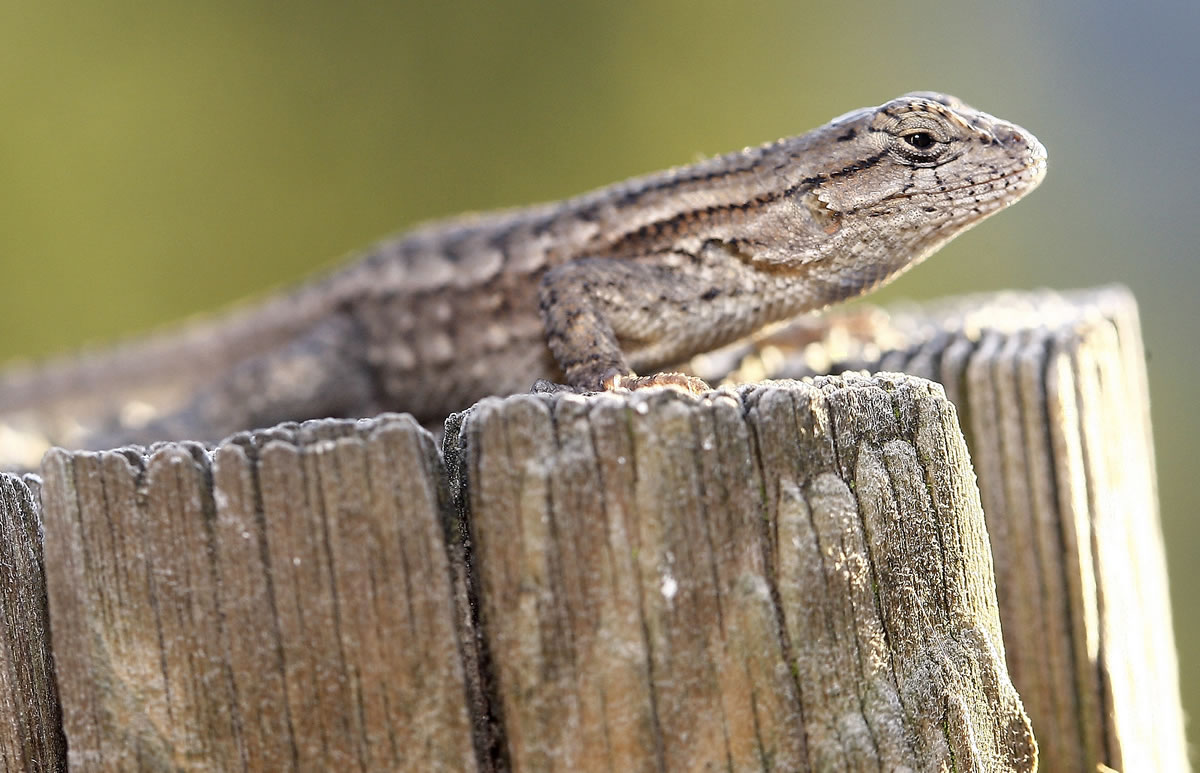 Associated Press files
A recent study shows that lizards breathe more efficiently than humans.