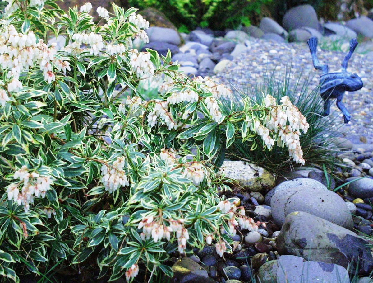 The variegated Pieris Japonica, fescue grass and a mix of river rock and gravel make a pleasing composition for the winter garden.