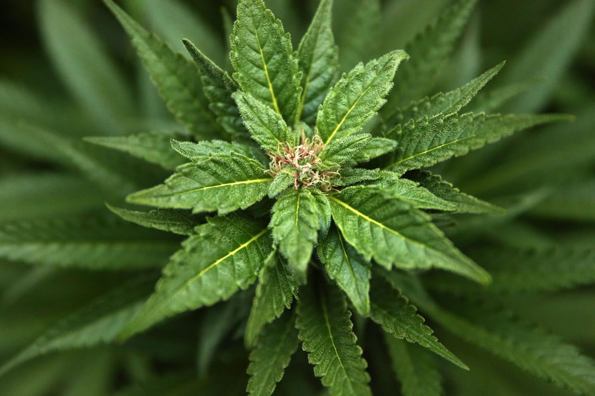 Clark County continues to study possibly lifting its prohibition on marijuana businesses in unincorporated parts of the county.