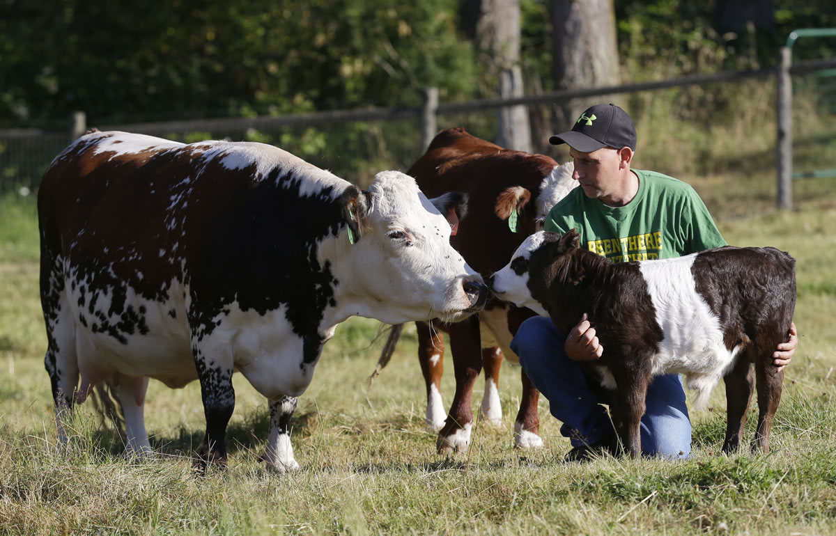 Roy farmer John Bartheld holds Peanut, right, a miniature Panda cow on July 18, under the watchful eye of Peanut's mother, Midget. Bartheld had been breeding miniature cows on his farm for seven years, hoping to recreate black and white markings in the pattern of a panda to make a cow with panda-like markings.