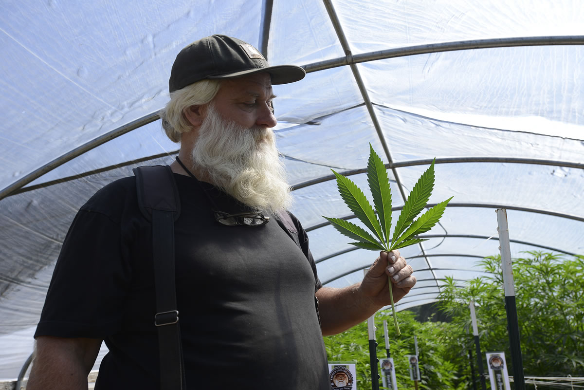 Tom Lauerman cleans up marijuana trimmings in his greenhouse on his farm on July 28, 2015.