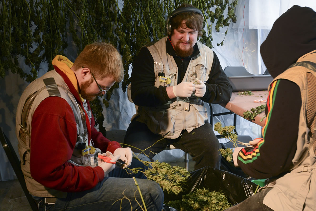 Hunter Lauritsen, from left, and Maisen Ochoa trim the leaves from marijuana plants at Tom Lauerman&#039;s medical marijuana farm. The men wore vests with toxin monitoring devices that were collecting microbes from the air for the National Institute for Occupational Safety and Health.