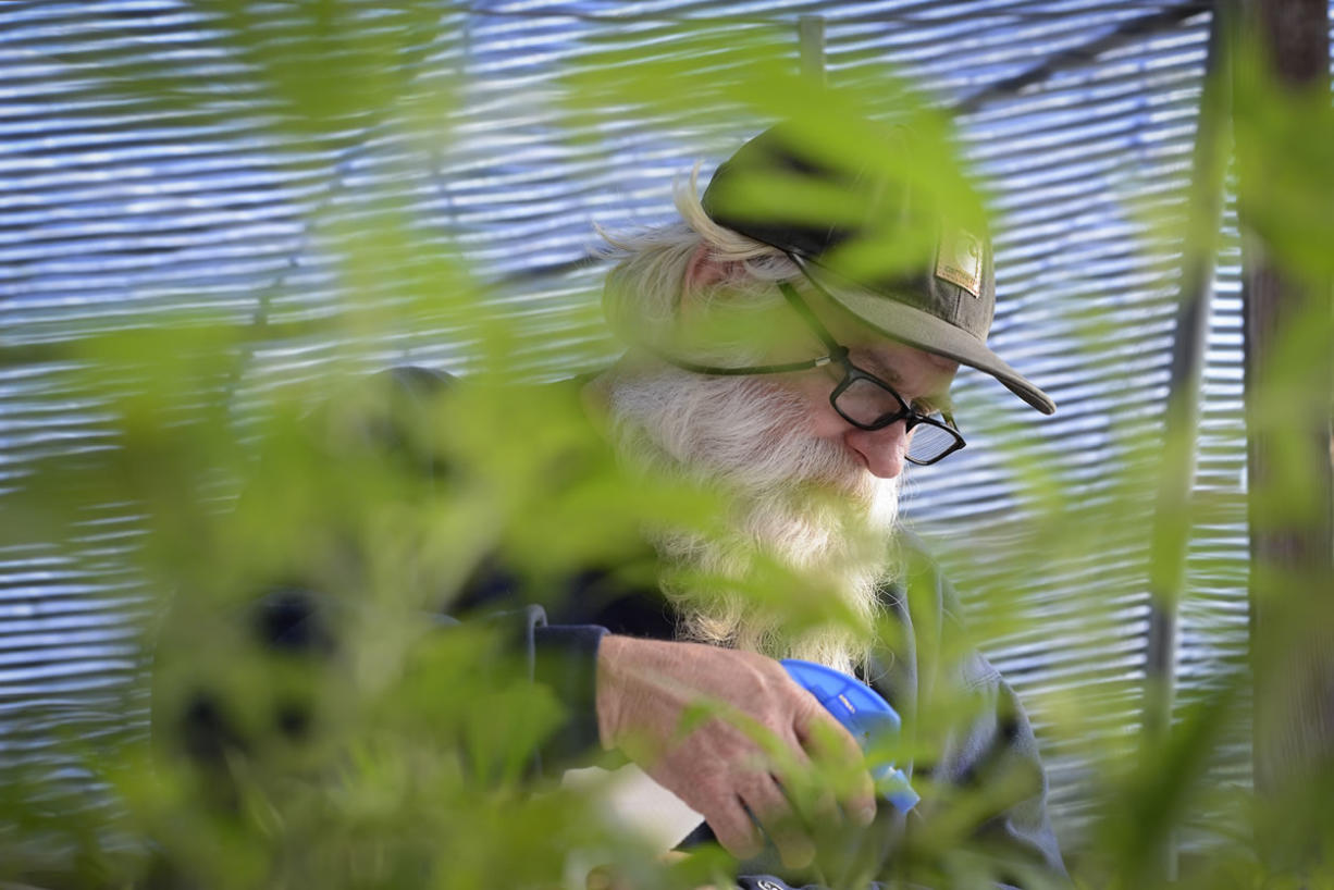 Tom Lauerman sprays water over marijuana seeds on his farm on Feb. 12, 2015.