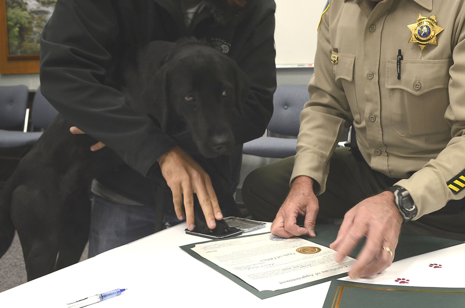 Piper, a 2-year-old black Lab, was sworn in to the Clark-Vancouver Regional Drug Task Force on Wednesday.