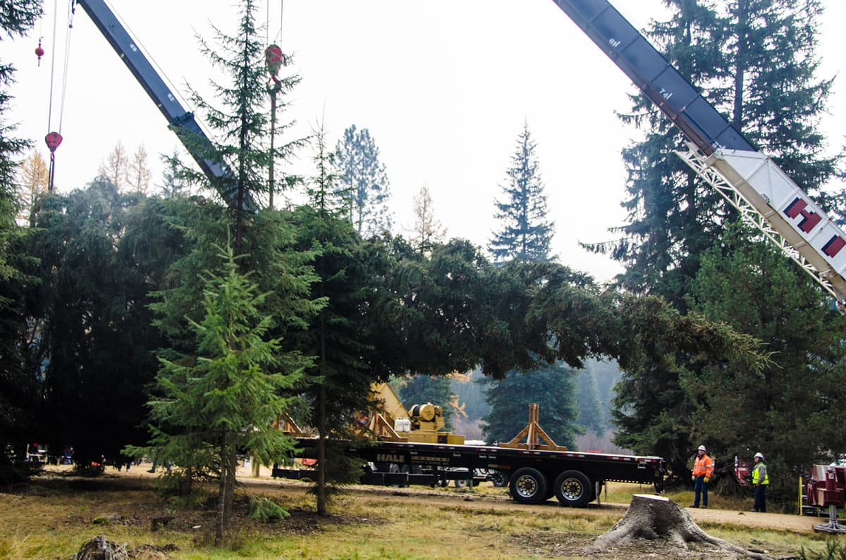 The U.S. Forest Service cut and packed up the Capitol Christmas Tree in the Colville National Forest on Nov. 1. The tree, the second Washington tree chosen for the honor, will stop in Vancouver on Saturday before heading to Washington, D.C.