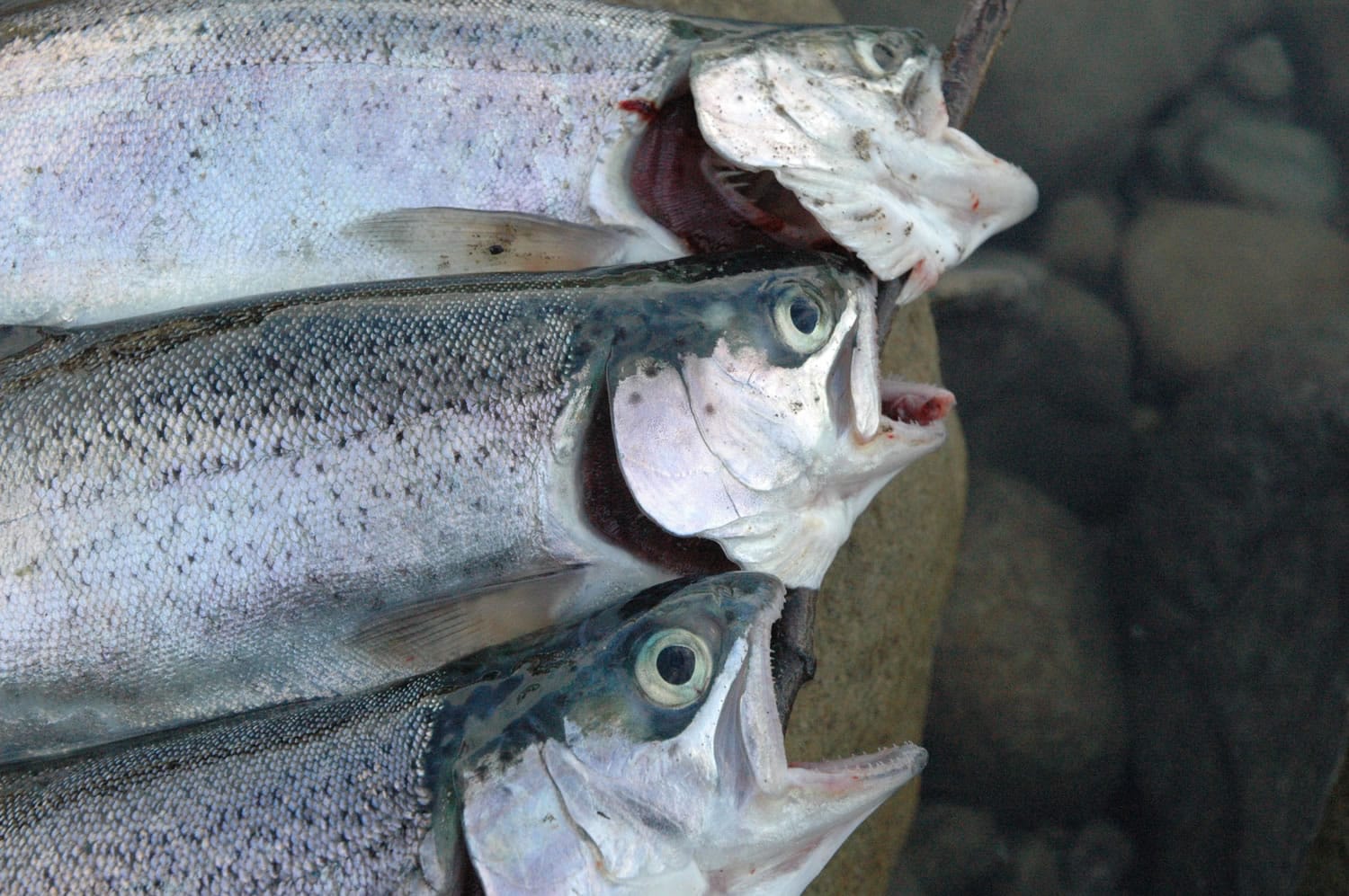 The rainbow trout in Swift Reservoir on the upper North Fork of the Lewis River are averaging 13 inches this November.