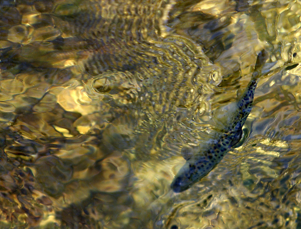 A just-released, hatchery-reared chinook salmon smolt finds an eddy out of the swift Wind River before being swept downstream in his introduction to real life in April 2000.