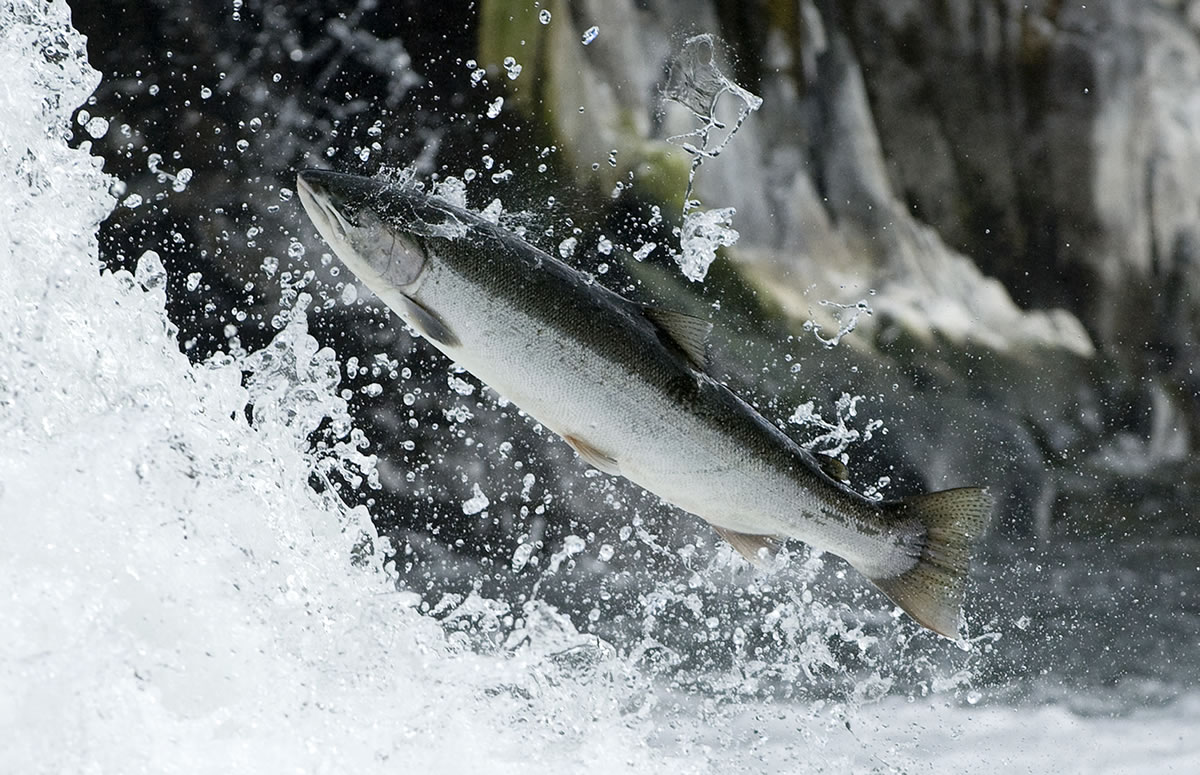 A wild steelhead navigates the East Fork Lewis River at Lucia Falls in June 2011.