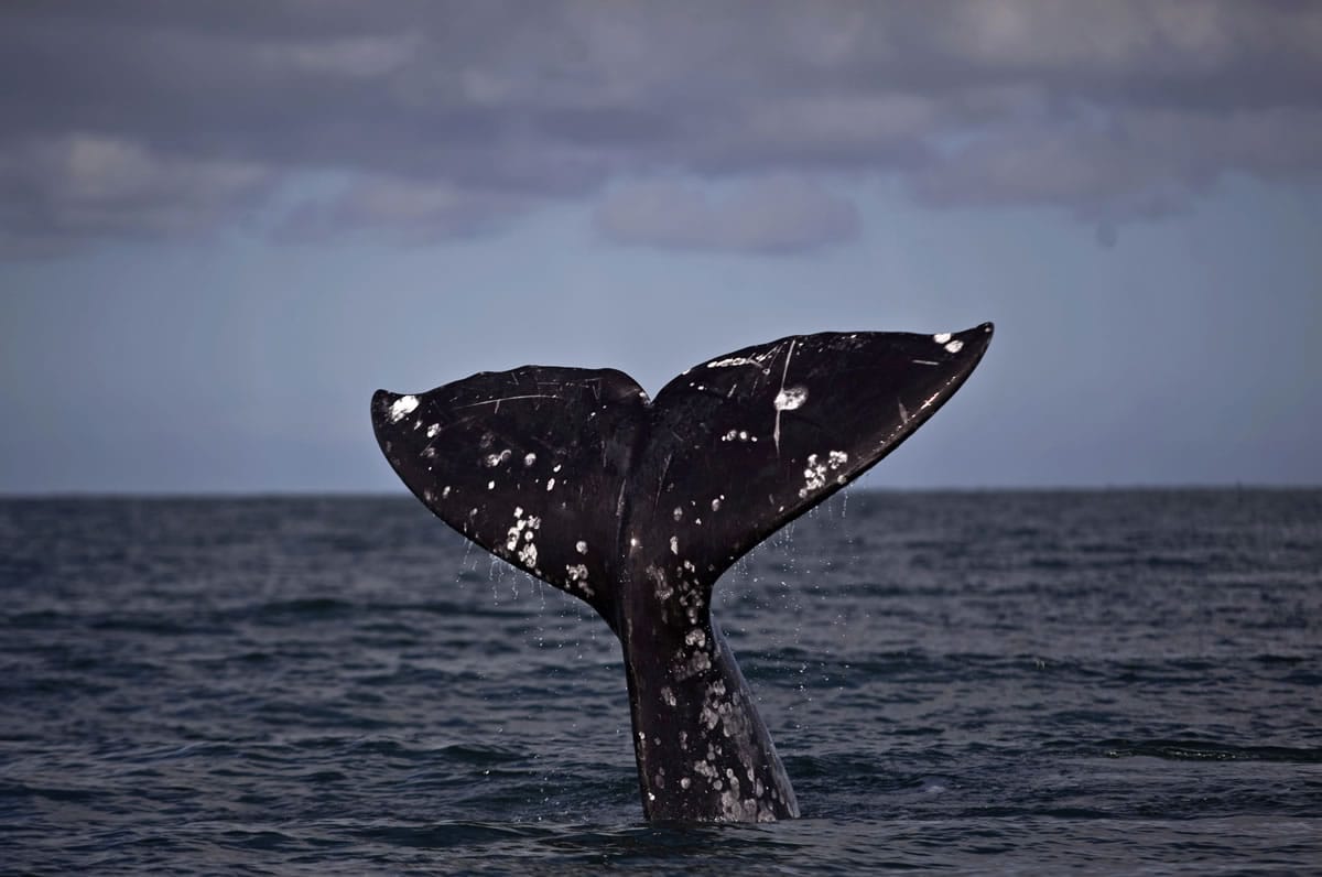 Gray whales can be seen along the coasts of Oregon and Washington.