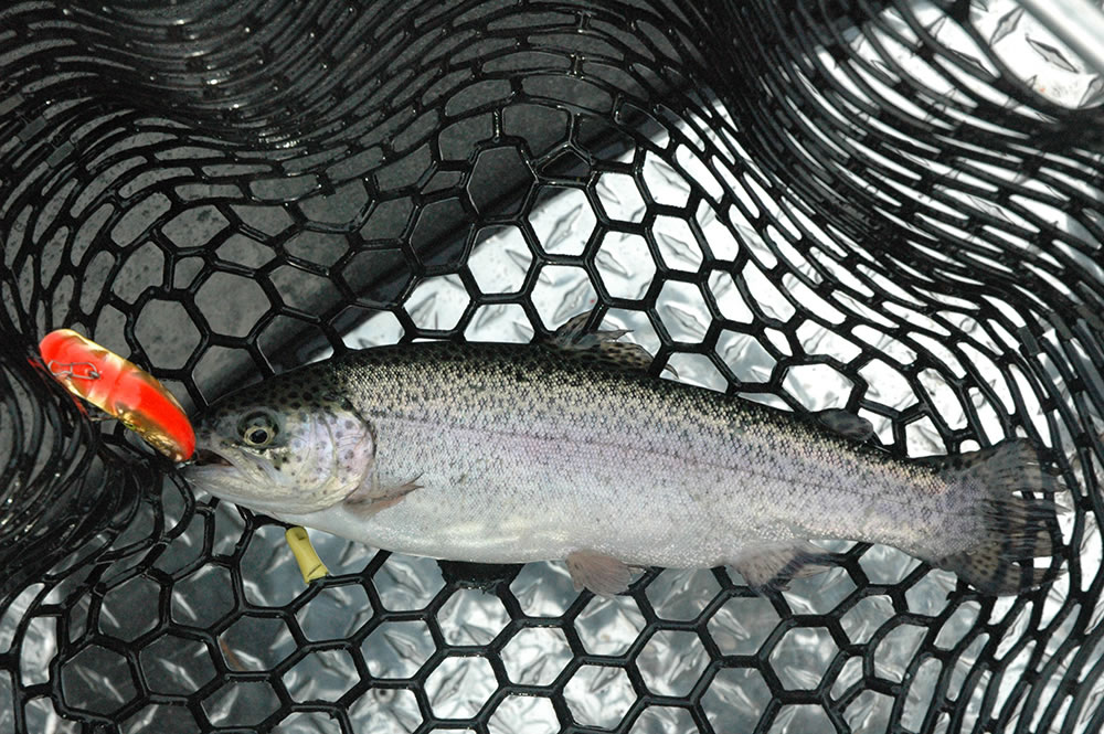 The rainbow trout stocked for Black Friday average 15 to 16 inches in length.