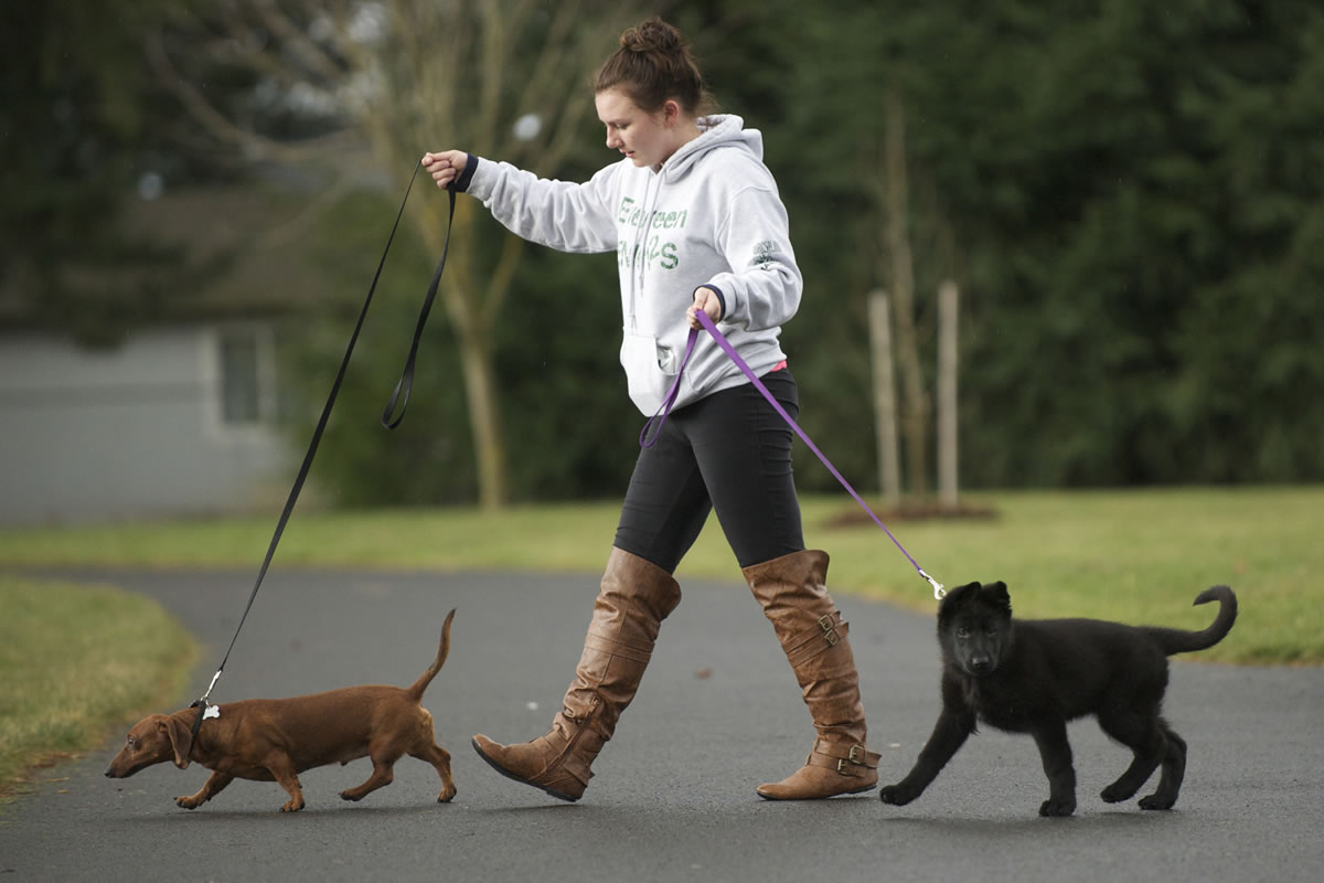 Maggie Ferdig walks her dogs Stewie, left, and Z.J. at LeRoy Haagen Park.