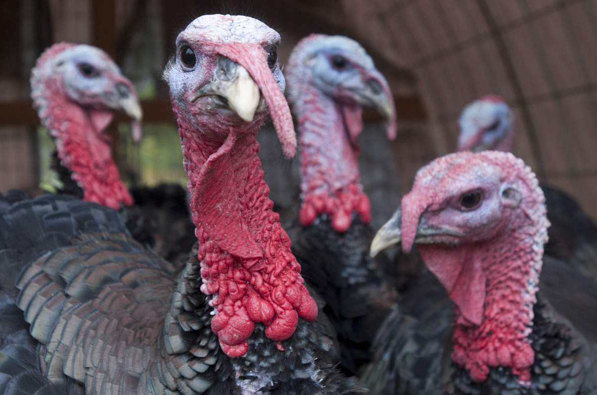 Customer reservations for Erik Halvorson&#039;s turkeys quickly sold out this year.
