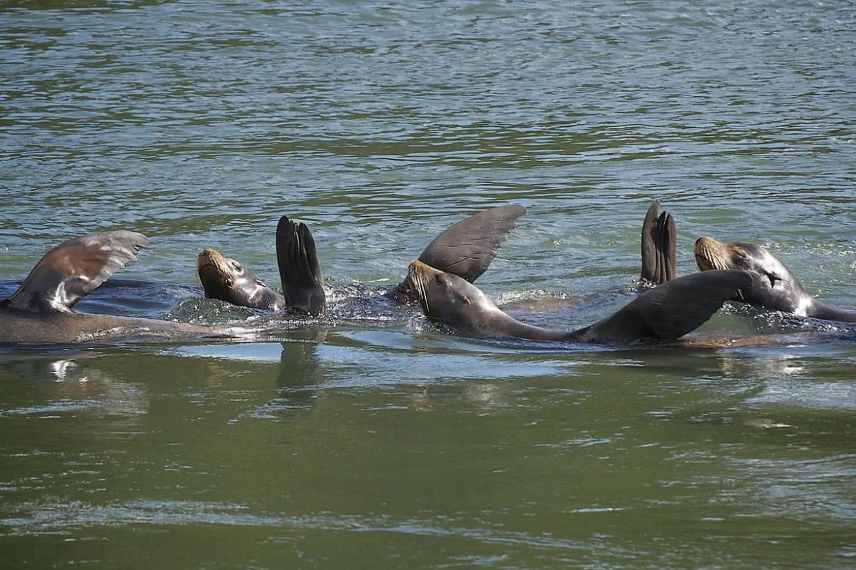 These sea lions were photographed in 2014 following the smelt run in the Lewis River.