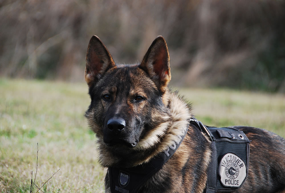 Vancouver Police Department K-9 Ivar will receive a gunshot- and stab-resistant vest thanks to a donation.