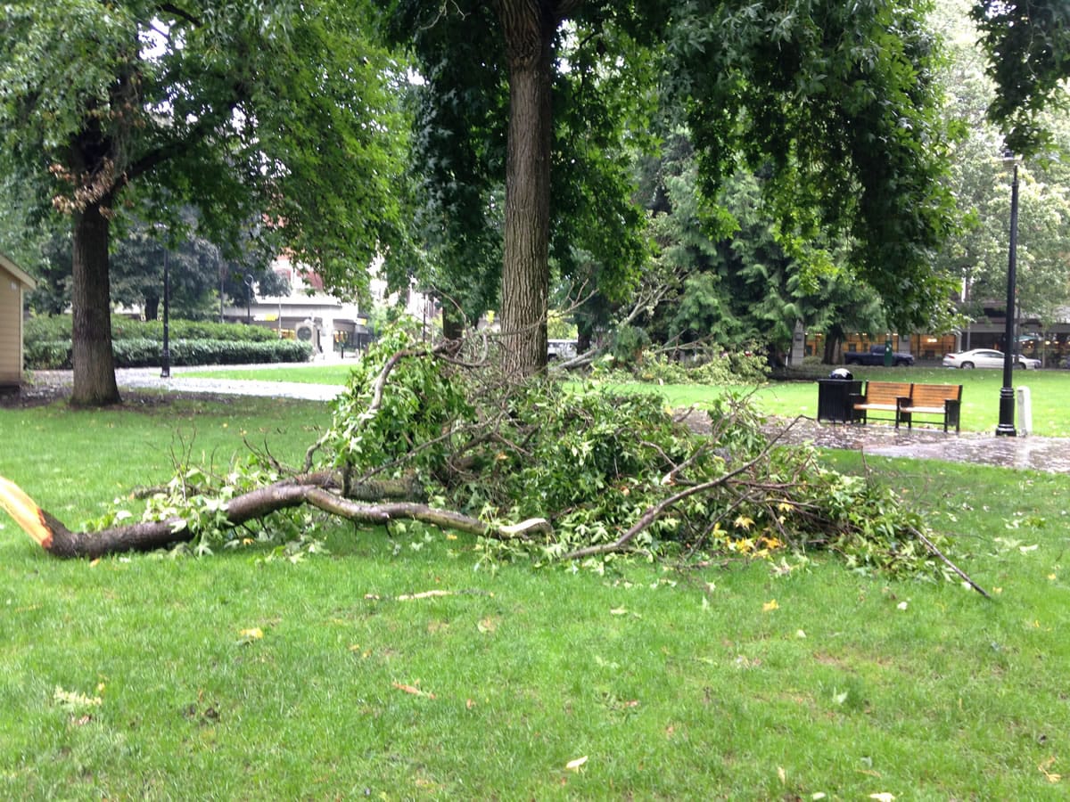 A late-September storm severely damaged three sweetgum trees in Esther Short Park.