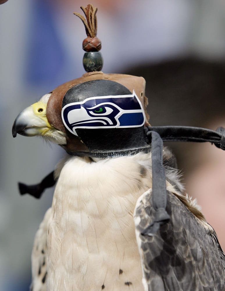 A lanner falcon owned by David Knutson of Spokane wears a head cover sporting the Seattle Seahawks logo on the sidelines during the game against the New Orleans Saints in Seattle, Sept. 7, 2003.