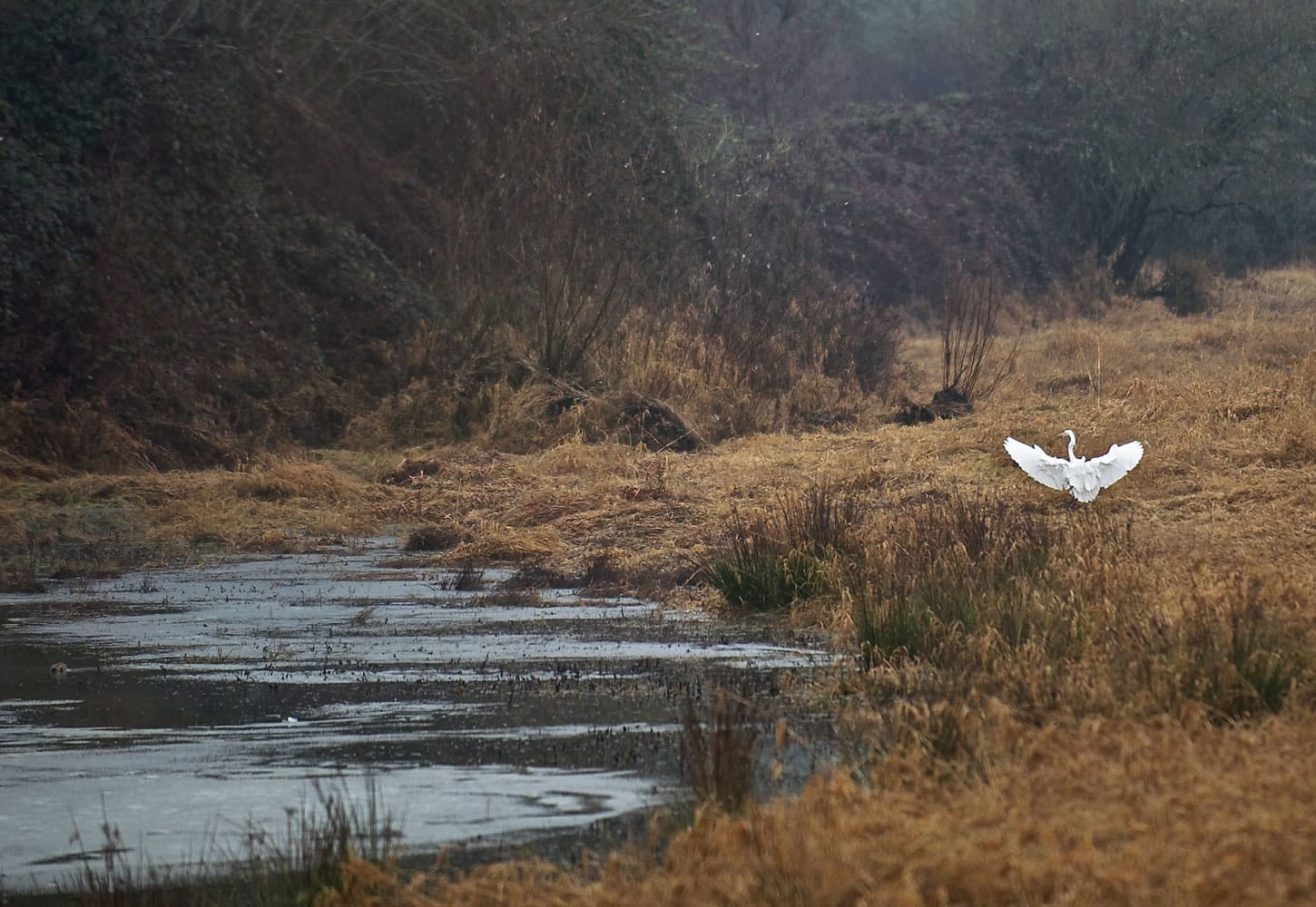 An egret lands near a side channel along the East Fork Lewis River on Friday.
