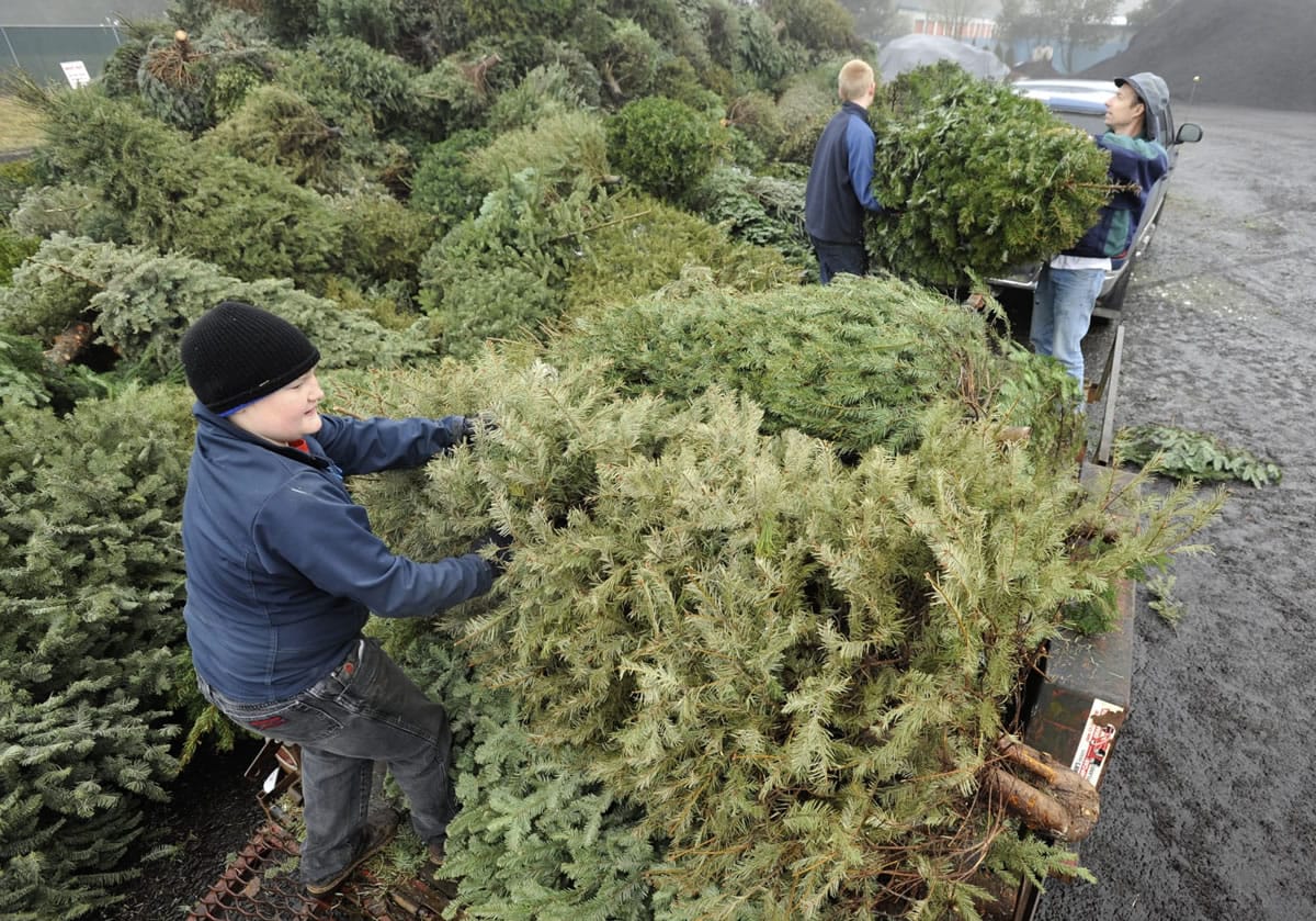 Boy Scouts from Troop 434, including Kolton Bebcock, left, unload Christmas trees for recycling at McFarlane's Bark in Vancouver.