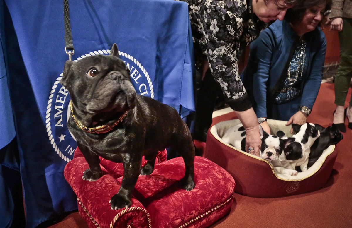 French bulldog Omar, 5, left, stands next to his grand-puppies as their co-breeders Elena Siegmen, center, and Gale Golden place them into a basket during a press conference at the American Kennel Club on Jan. 31 in New York.