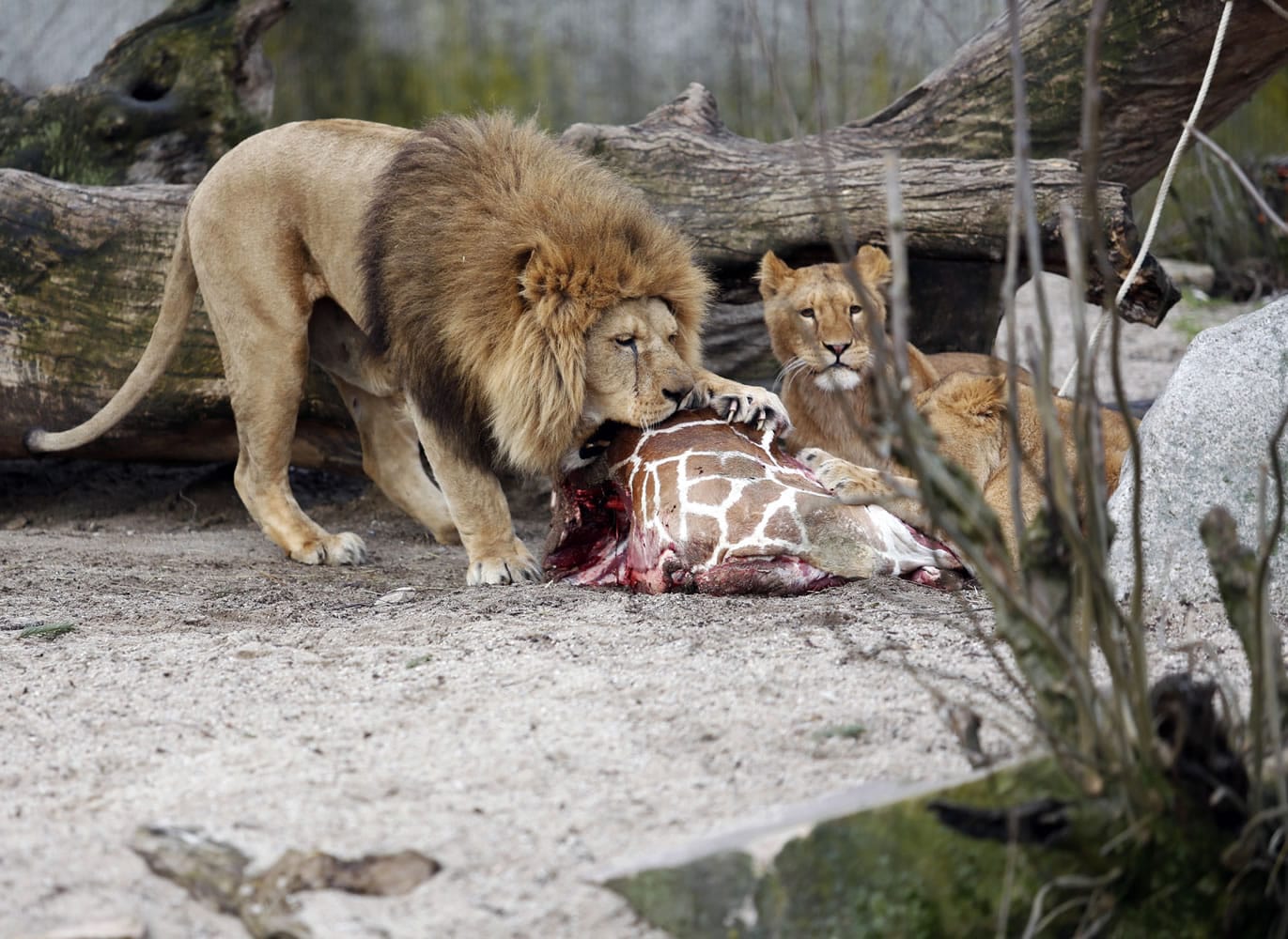 The carcass of Marius, a male giraffe, is eaten by lions after he was put down in Copenhagen Zoo on Sunday. Copenhagen Zoo turned down offers from other zoos and $680,000 from a private individual to save the life of a healthy giraffe before killing and slaughtering it Sunday to follow inbreeding recommendations made by a European association. The 2-year-old male giraffe, named Marius, was put down using a bolt pistol and its meat will be fed to carnivores at the zoo, spokesman Tobias Stenbaek Bro said.