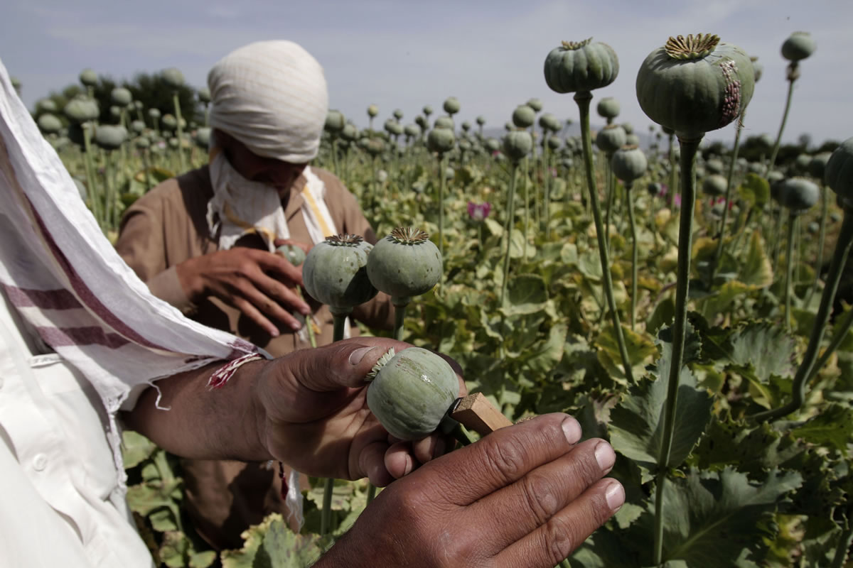 Afghan farmers collect raw opium as they work in a poppy field in Khogyani district of Jalalabad east of Kabul, Afghanistan, in May.