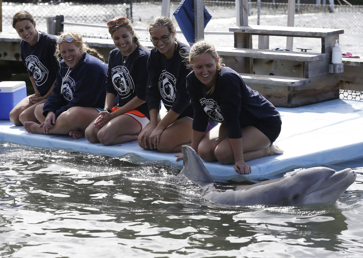 Students with the College of Marine Mammal Professions watch a dolphin named Molly, who is in her early 50s, swim during a training session at the Dolphin Research Center in the Florida Keys, Fla.