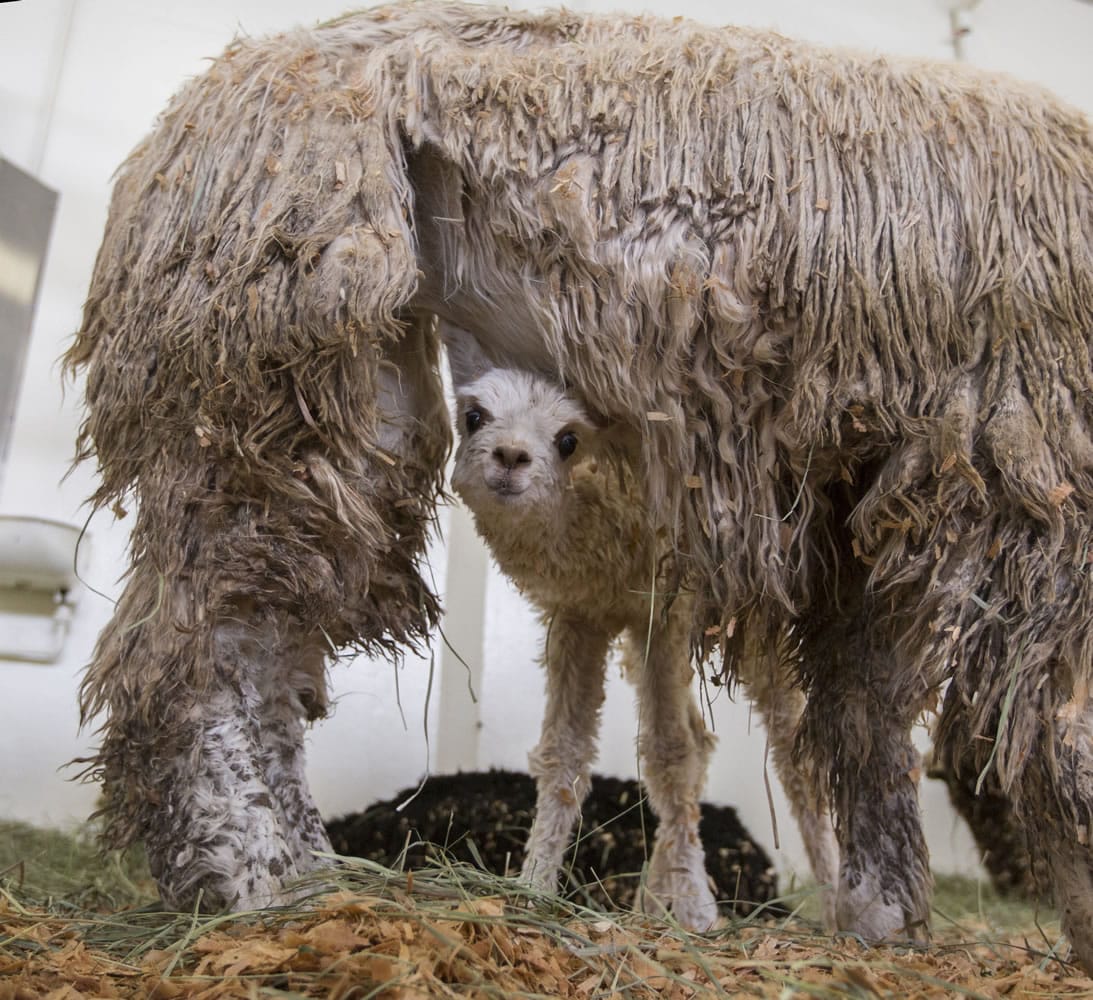 Little White pokes its head out from under its emaciated mom at Oregon State's veterinary school.