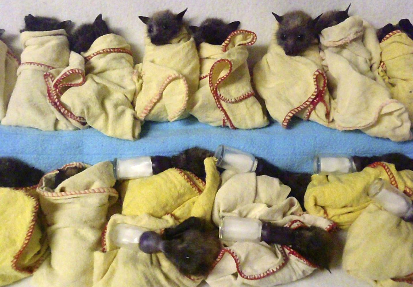 Fifteen heat-stressed baby flying foxes are lined up ready to feed Thursday at the Australia Bat Clinic near the Gold Coast in Queensland, Australia.