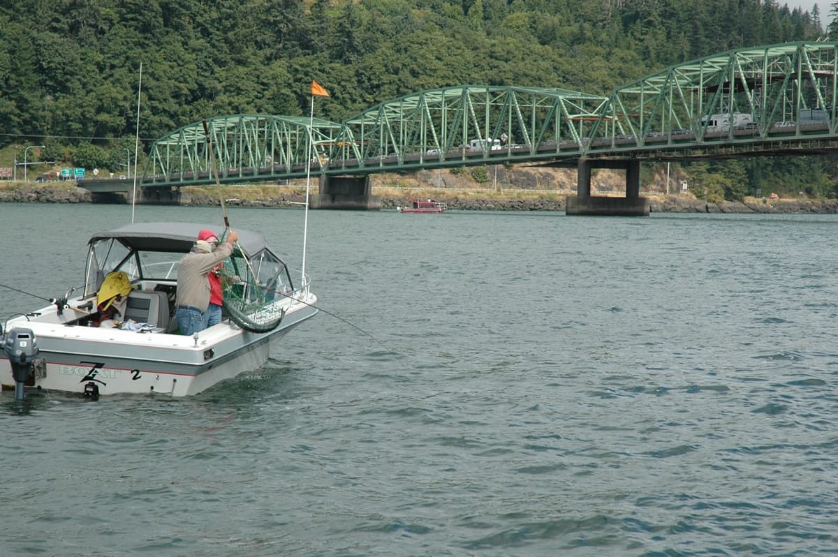Anglers had an excellent season at Buoy 10 this fall as more than 1 million fall chinook entered the Columbia River.