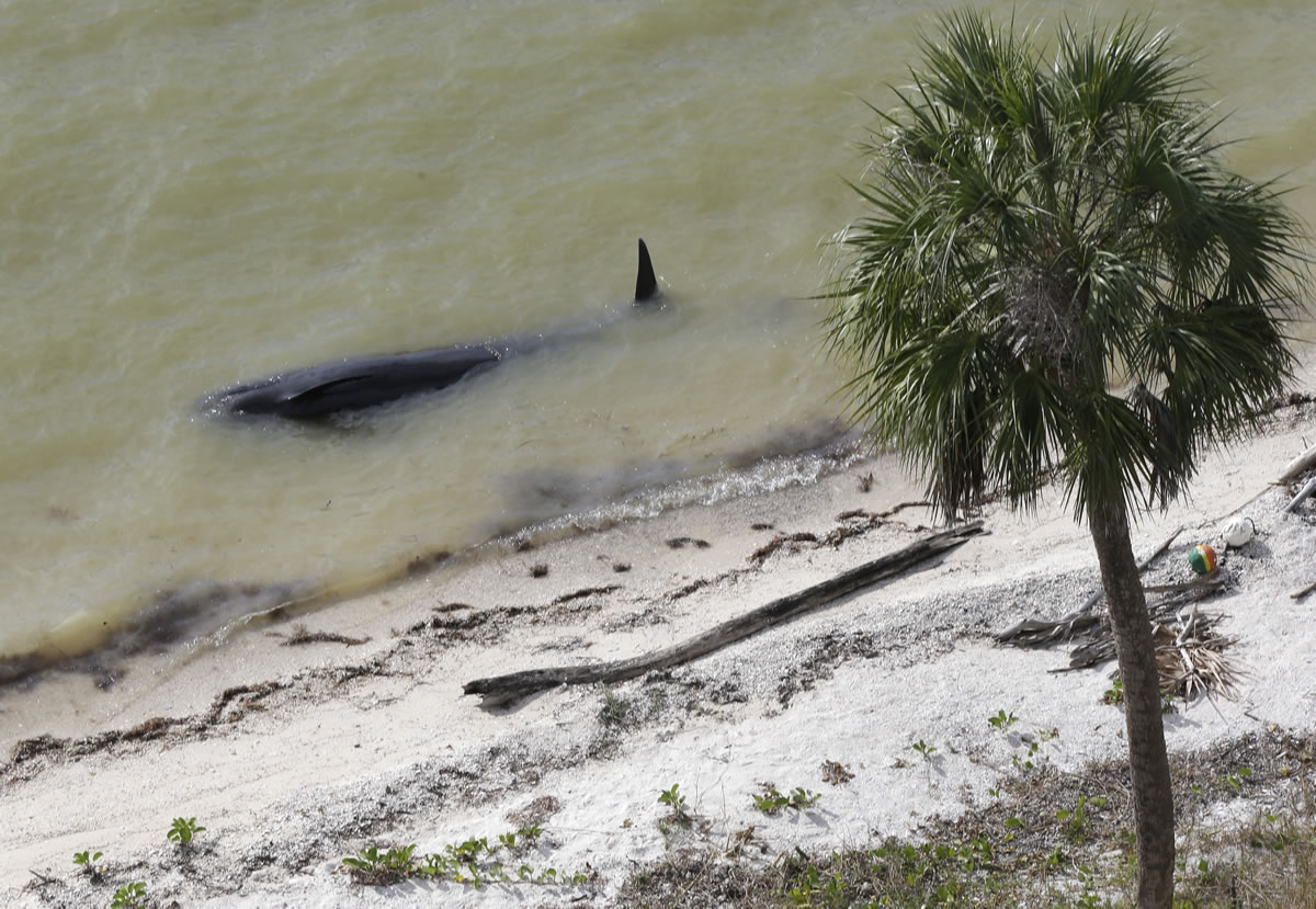 A dead pilot whale lies near the beach in a remote area of Florida's Everglades National Park on Wednesday.
