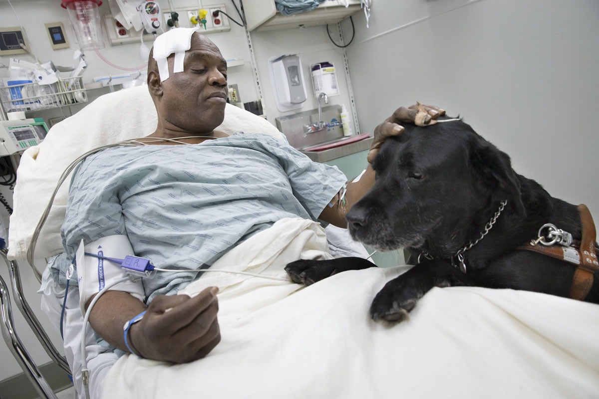 Cecil Williams, 61, pets his guide dog, Orlando, on Tuesday in his hospital bed following a fall onto subway tracks in New York.