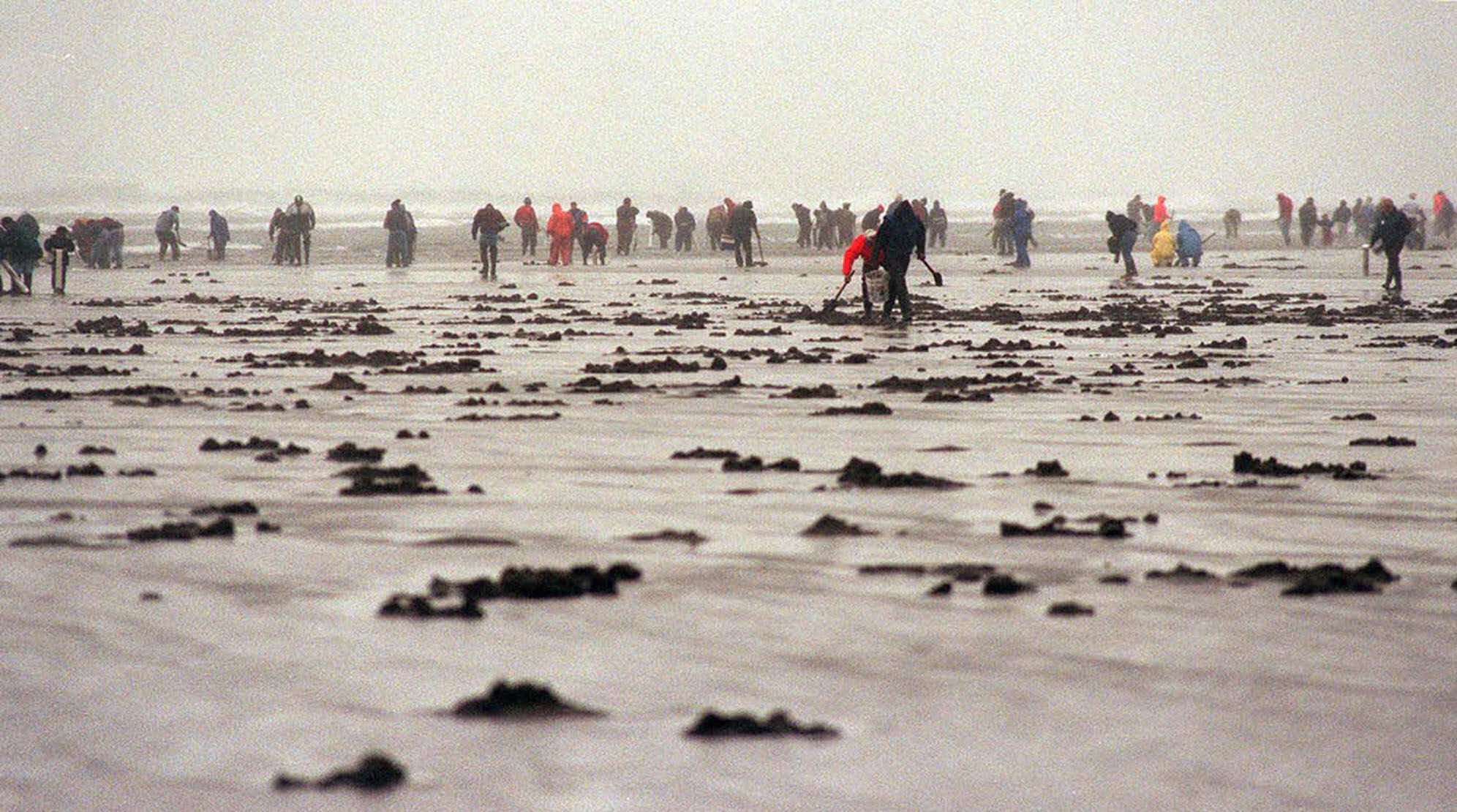 Razor clam digging switches to morning tides on March 30 this year.