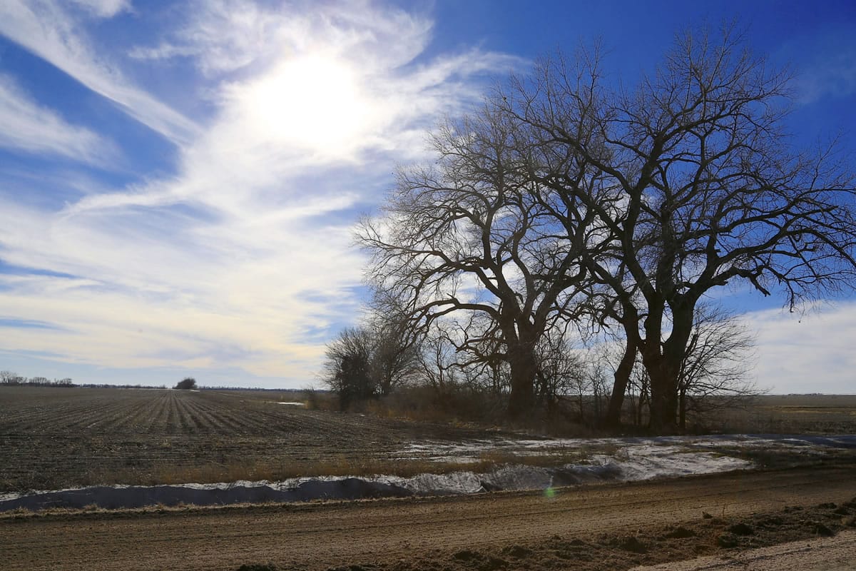 Trees dominate a field through which the Keystone XL pipeline is planned to run, near Bradshaw, Neb. The company behind the controversial Keystone XL pipeline from Canada to the U.S Gulf Coast has asked the U.S. State Department to pause its review of the project. TransCanada said Nov. 2, 2015, a suspension would be appropriate while it works with Nebraska authorities for approval of its preferred route through the state.