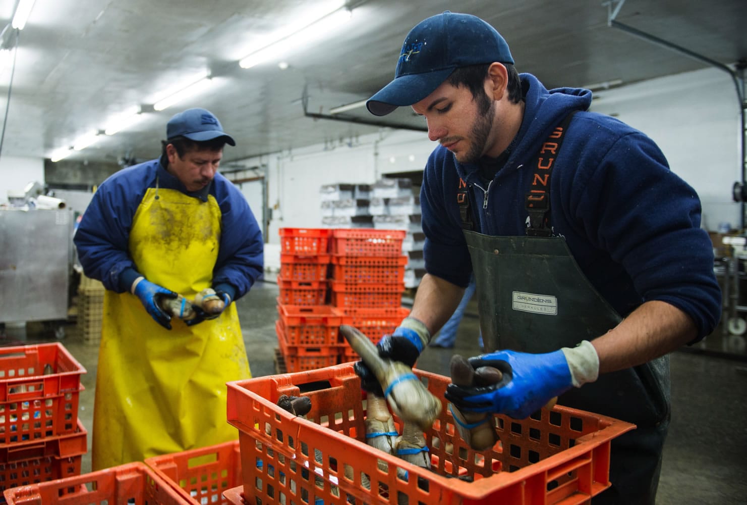 Enri Mendoza, left, and Daniel Sandoval, sort geoduck at Taylor Shellfish Farms in Shelton, Wash., in December.  China, the biggest market for West Coast geoduck, suspended shellfish imports from Northern California to Alaska on Dec.