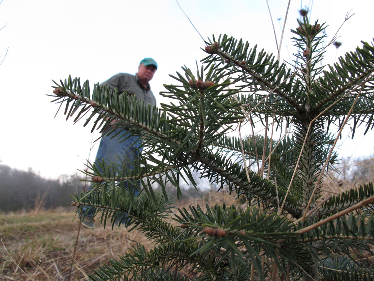 Tree farmer Jeff Pollard inspects a Turkish fir seedling on one of his farms in Bakersville, N.C.