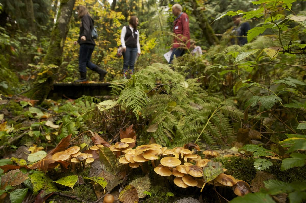 Visitors look for mushrooms during a guided hike at Columbia Springs.