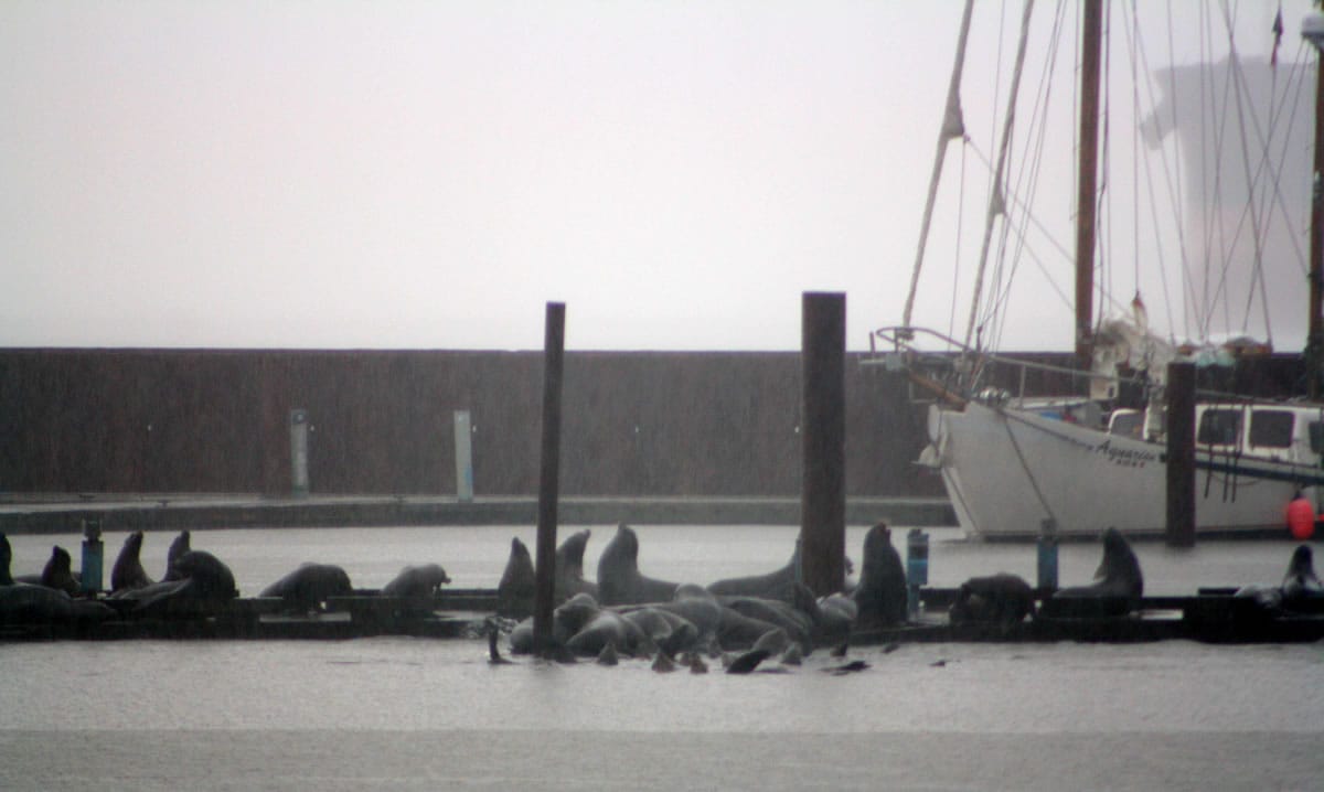 The weight from sea lions cover a dock at the Port of Astoria's East End Mooring Basin on Wednesday.