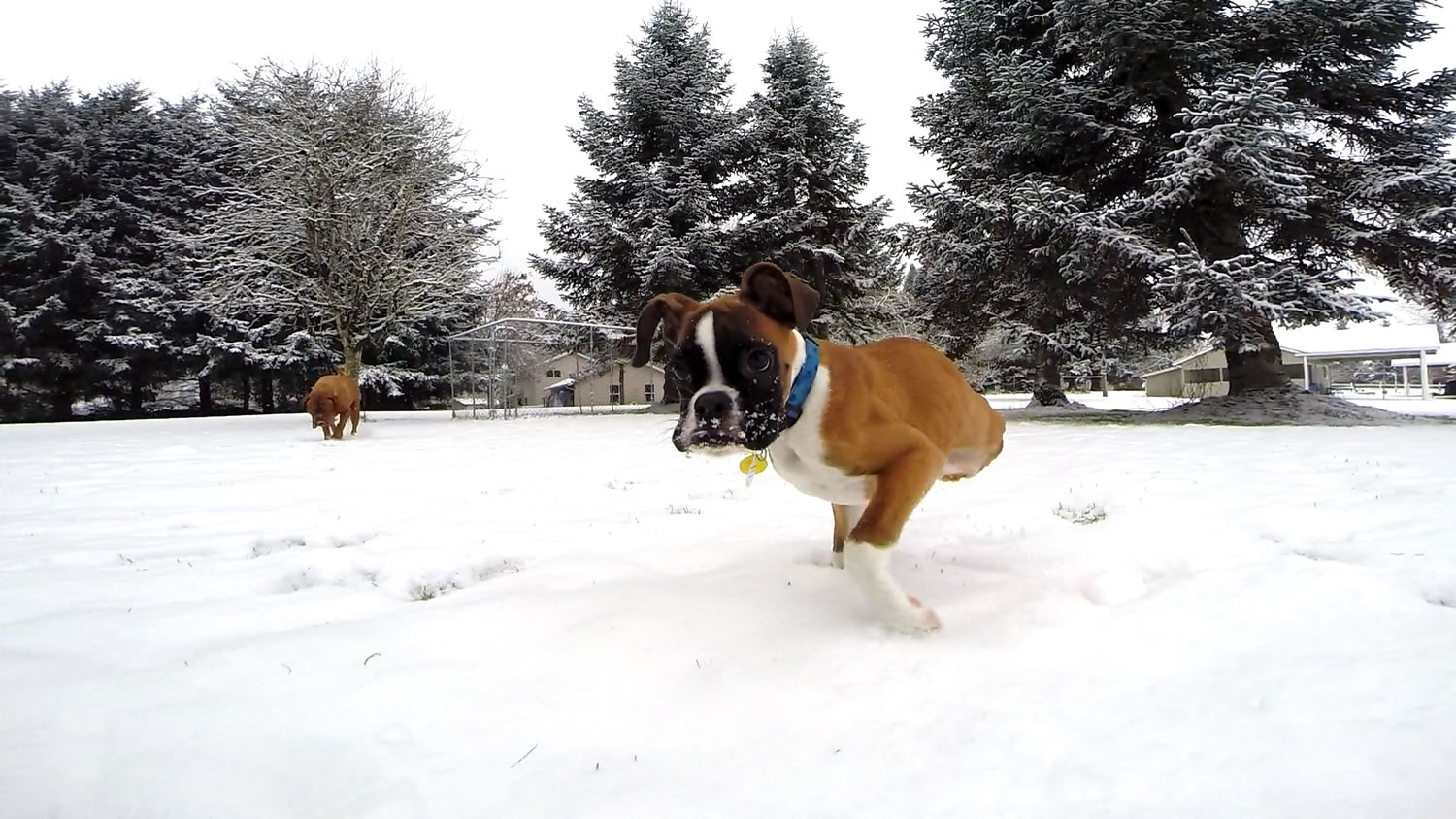 Duncan Lou Who, a rescued Vancouver dog with only two legs, plays in his first snow on Dec.